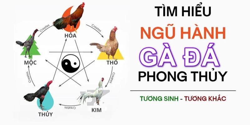 Bí quyết ngũ hành màu mạng gà đá theo ngày mang nhiều thành công lớn