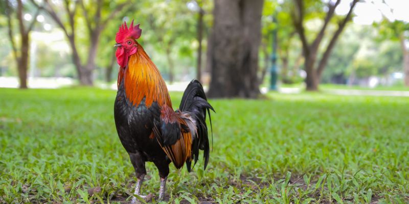 Lưu ý quan trọng trong cách nuôi gà đá bo lớn